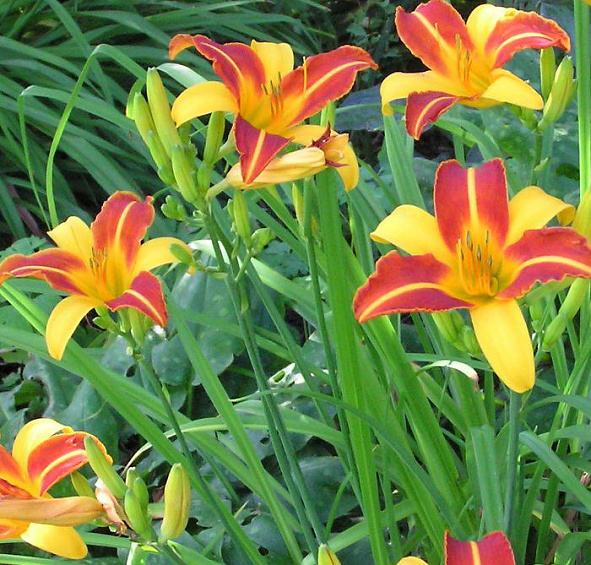 Лилейник Франц Халлс