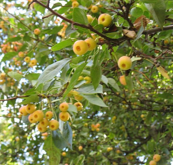 Яблоня ягодная