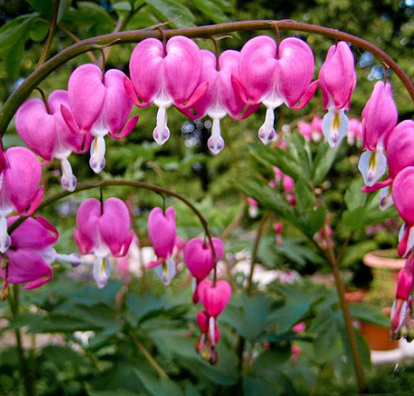 Дицентра великолепная