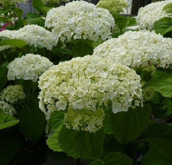 Гортензия древовидная 'Стронг Аннабель'