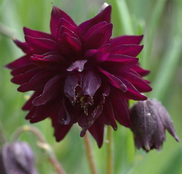 Аквилегия обыкновенная Блек Барлоу