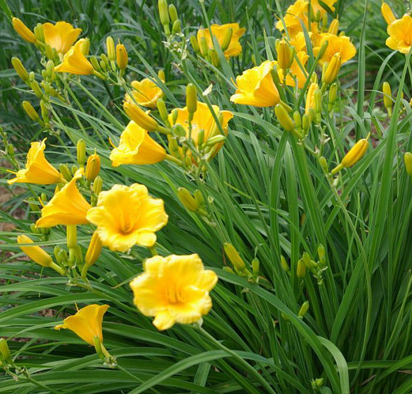 Лилейник Стелла д´Оро