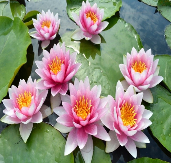 Кувшинка 'Розеннимф'