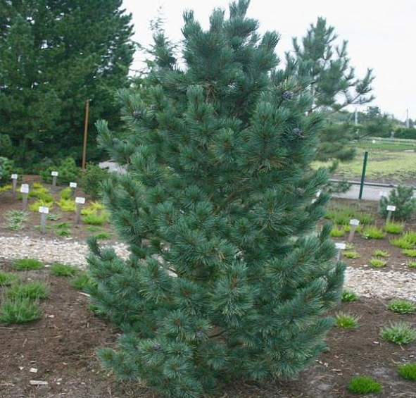 Сосна кедровая Компакта Глаука (Compacta Glauca)