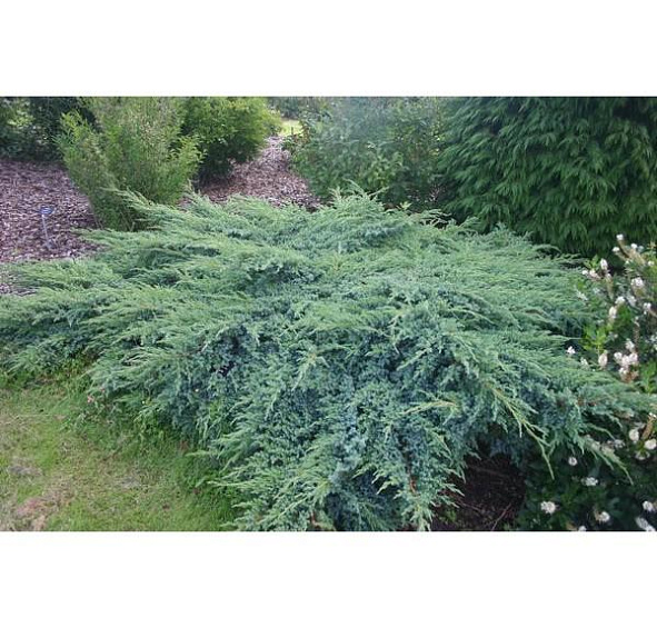 Можжевельник чешуйчатый 'Блу Швед'