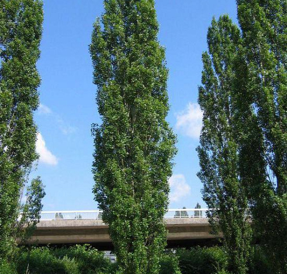 Тополь пирамидальный (черный, итальянский)