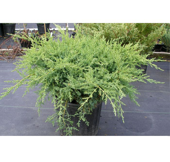 Можжевельник средний 'Пфитцериана Компакта'