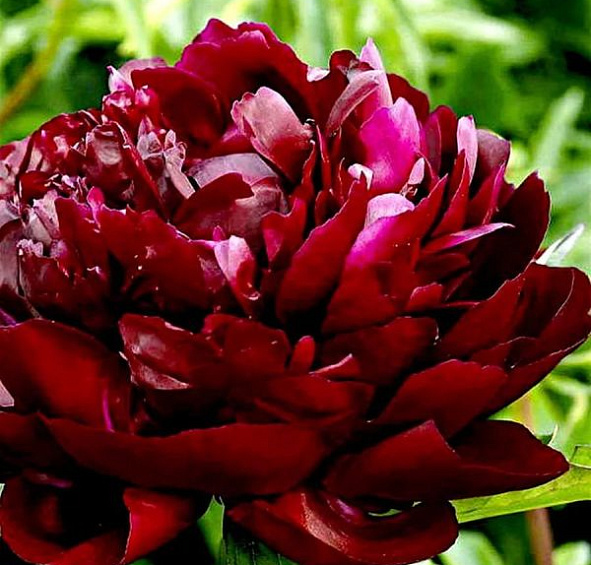 Пион молочноцветковый 'Армани' (красный)