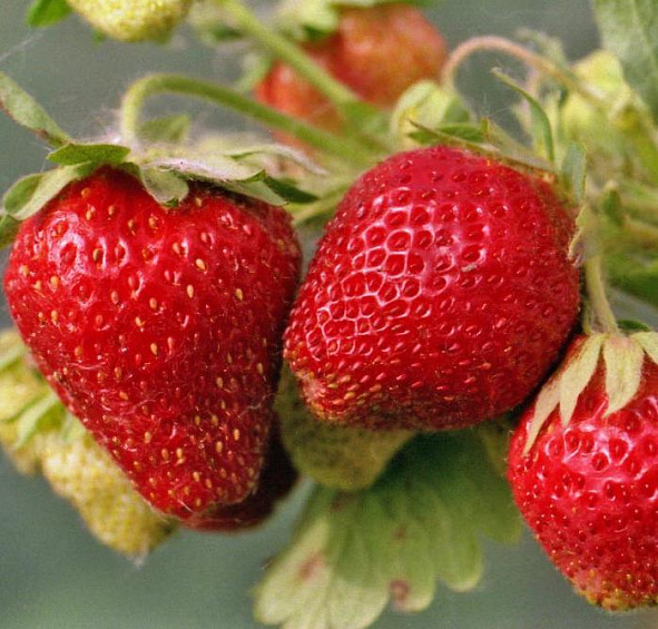 Земляника садовая (клубника) Брайтон