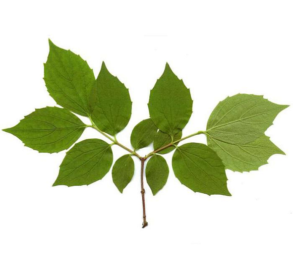 Чубушник 'Вирджиналь'