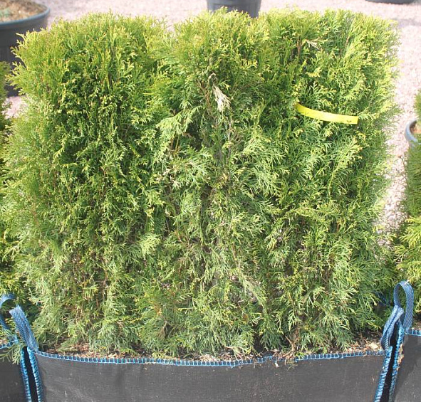 Туя западная 'Смарагд' блоки ж/и 80х100х40