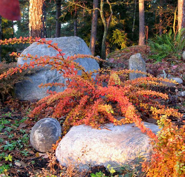 Барбарис Тунберга 'Грин Карпет'
