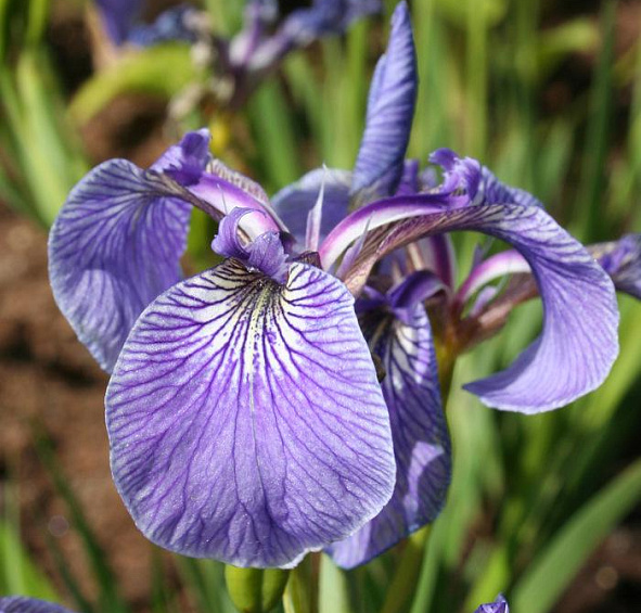 Ирис бородатый (Iris barbata)