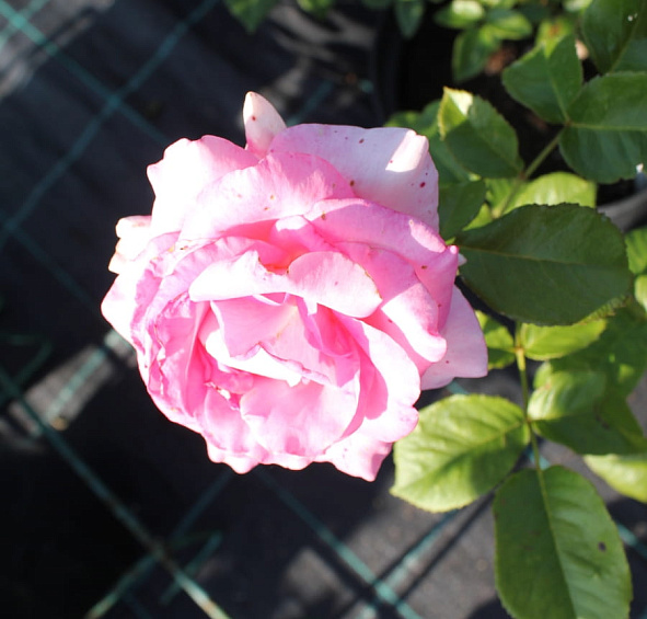 Роза 'Луи дэ Фюнес' (чайно-гибридная) (оранжевая)