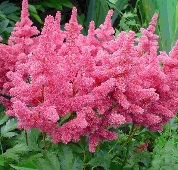 Астильба арендса Глория Пурпурея