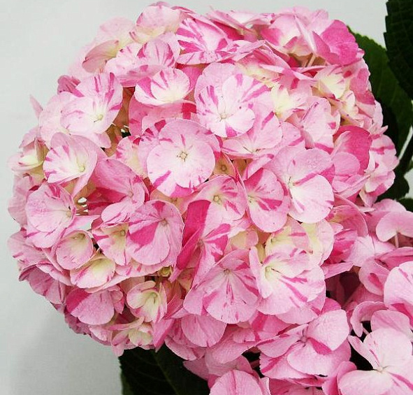 Гортензия крупнолистная 'Свит Фэнтези'