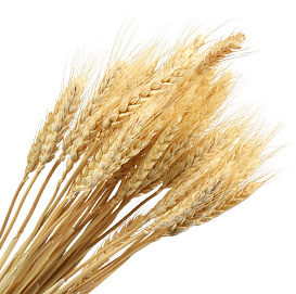 Цветок СУХОЦВЕТЫ КОЛОСЬЯ 65см бежевый 4-5315 (399563)