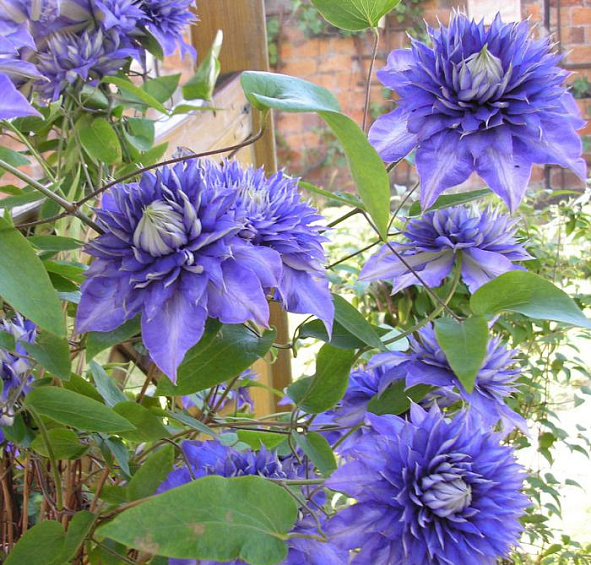 Клематис 'Мульти Блю'