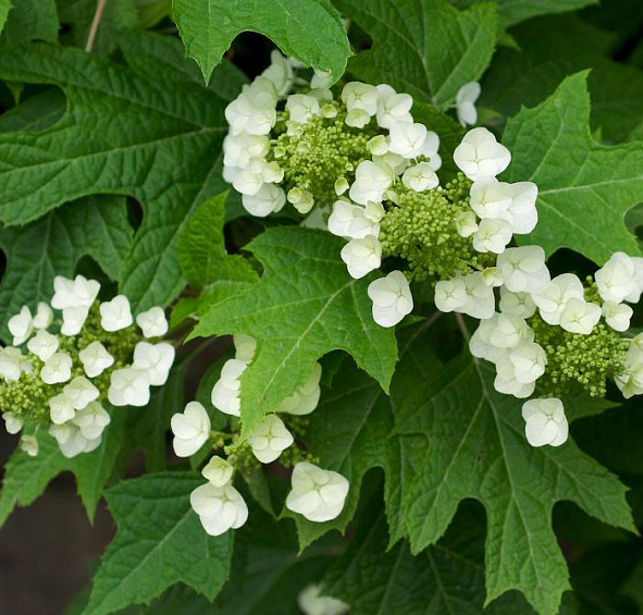 Гортензия дуболистная