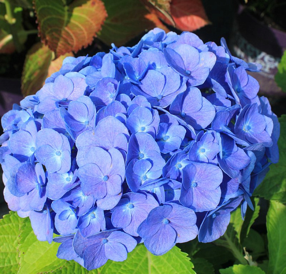 Гортензия крупнолистная 'Форевер энд Эвер'