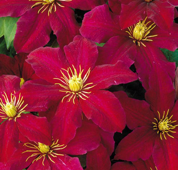 Клематис 'Ниобе'