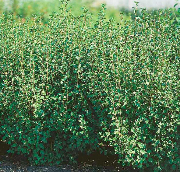 Смородина альпийская 'Шмидт'