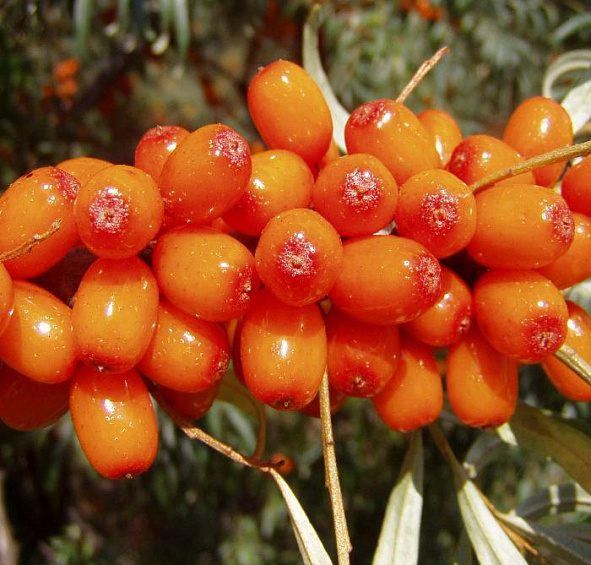 Облепиха Любимая