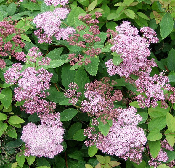 Спирея японская