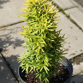 Тис ягодный 'Давид'