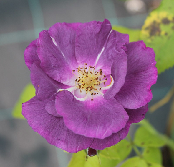 Роза Рапсоди ин Блю (Rhapsody in Blue)