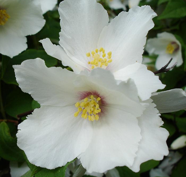 Чубушник Бель Этуаль (Belle Etoile)