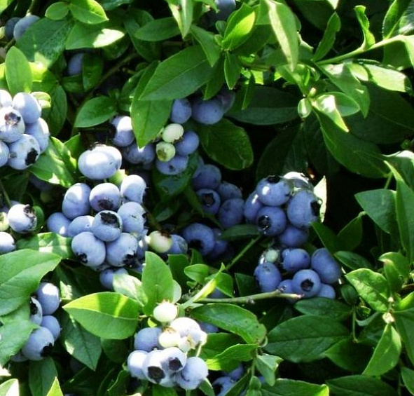 Голубика высокорослая 'Джерси'