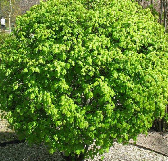 Клен полевой 'Нанум'