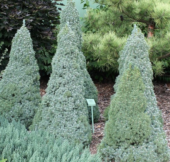 Ель сизая (канадская, белая) 'Сандерс Блу'