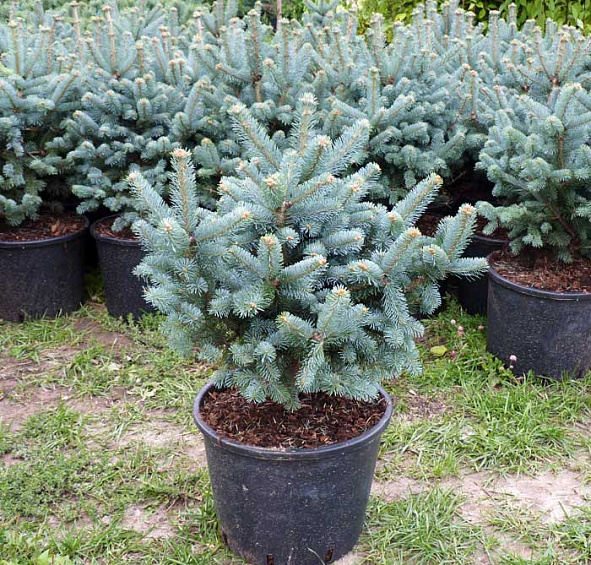 Пихта ласиокарпа 'Компакта'