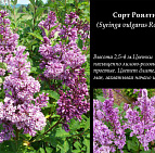 Фотоальбом Коллекция сиреней Коллекция сирени 21