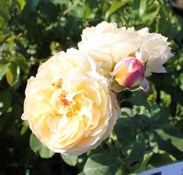 Роза 'Шато де Шеверни' (чайно-гибридная) (желтая)