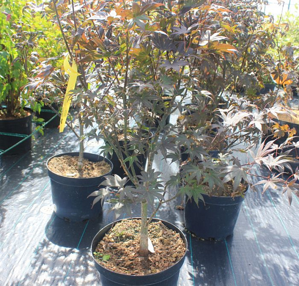 Клен японский 'Бладгуд'