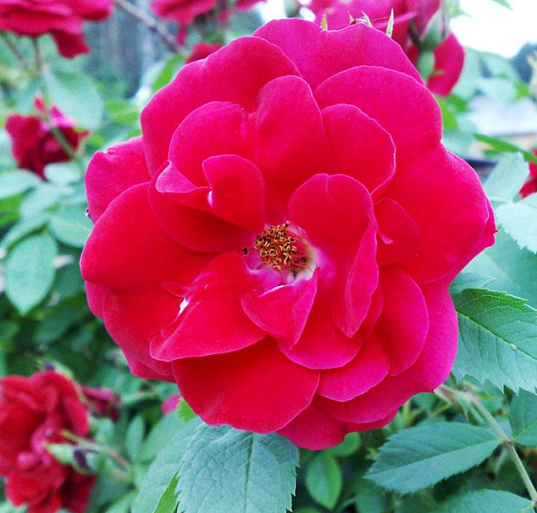 Роза 'Хеллоу' (шраб) (малиново - красная)