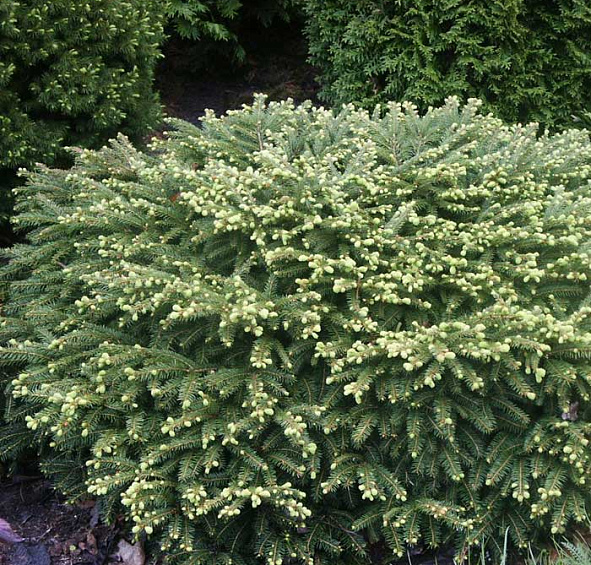 Ель обыкновенная 'Нидиформис'