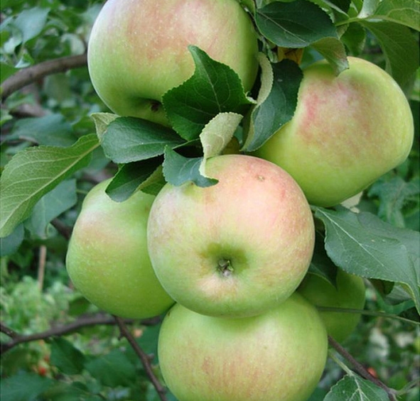 Яблоня домашняя 'Богатырь'