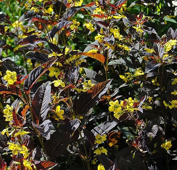 Вербейник реснитчатый