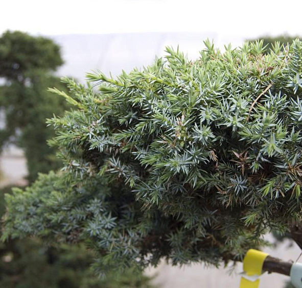 Можжевельник китайский Блу Альпс бонсай