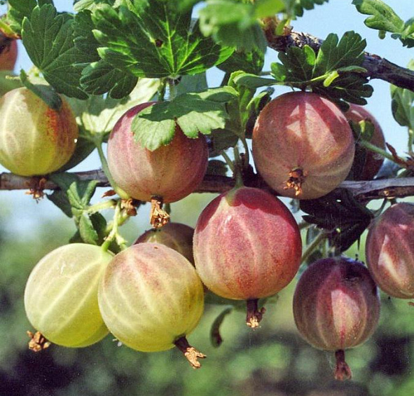 Крыжовник 'Садко'