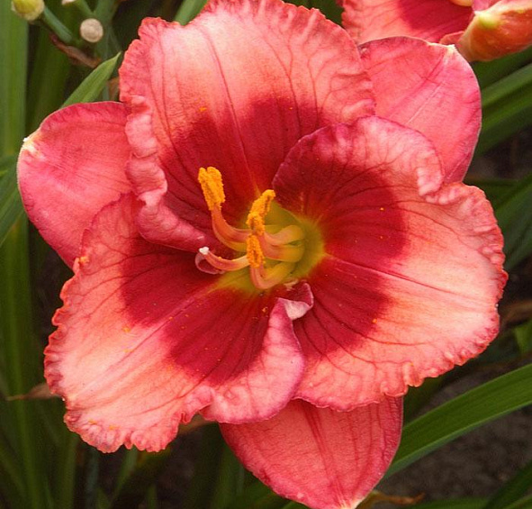 Лилейник Бейби Ред Айс