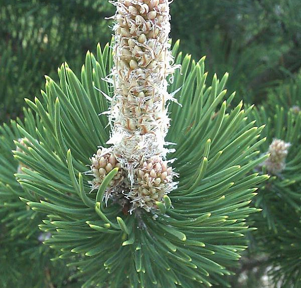 Сосна черная 'Нигра'