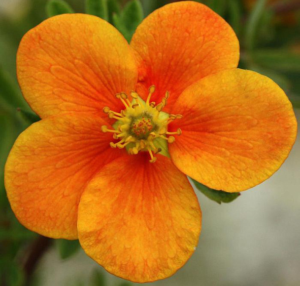 Лапчатка кустарниковая 'Хоплейс Оранж'