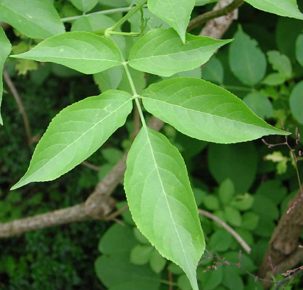 Бузина красная