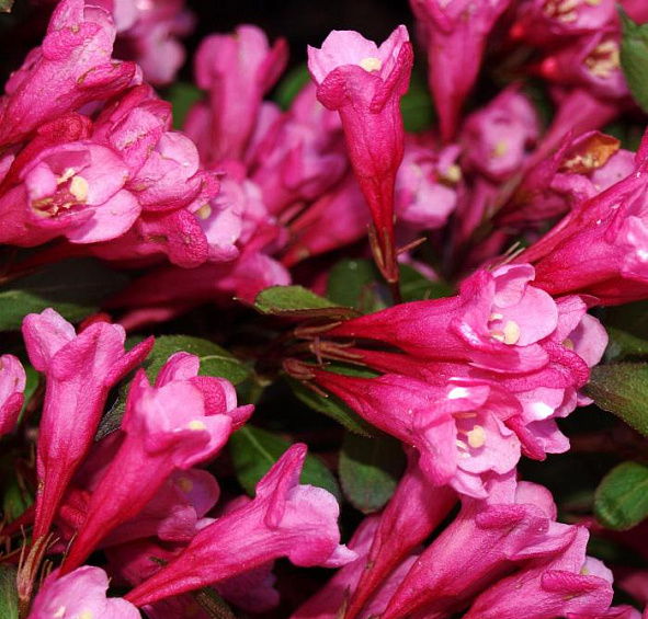 Вейгела цветущая Виктория (Victoria)