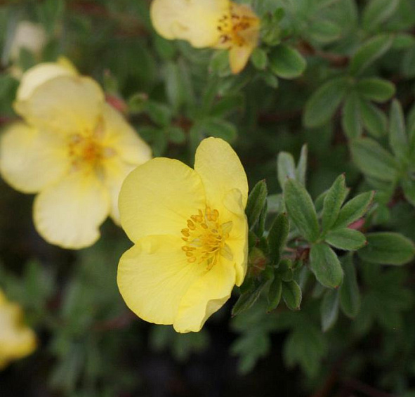 Лапчатка кустарниковая 'Голд Теппич'